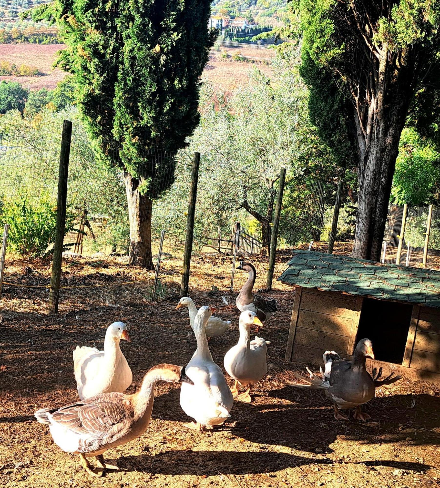 Agriturismo Villa Guarnaschelli Scandicci Exterior foto